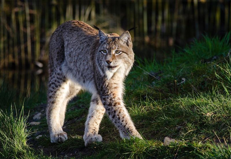 Neuobičajeni dar: WWF Adria poziva na posvajanje risa, vuka, pande ili polarnog medvjeda