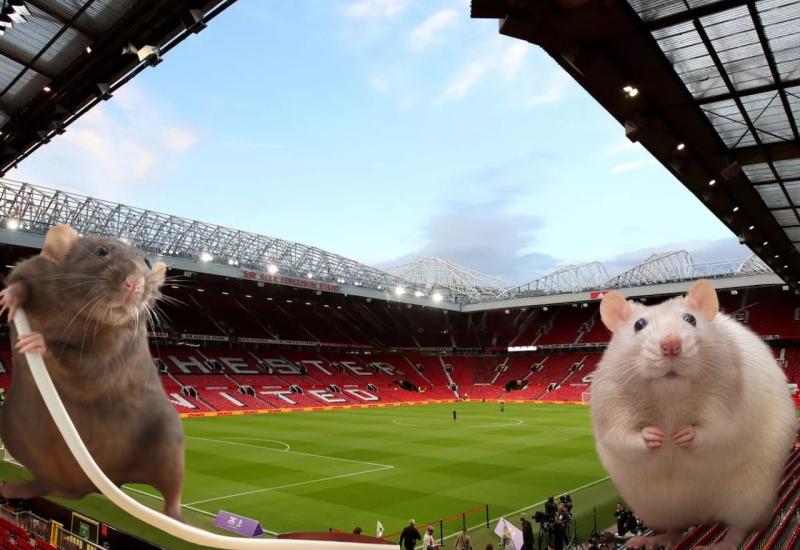 Stadion Manchester Uniteda se suočava s najezdom miševa