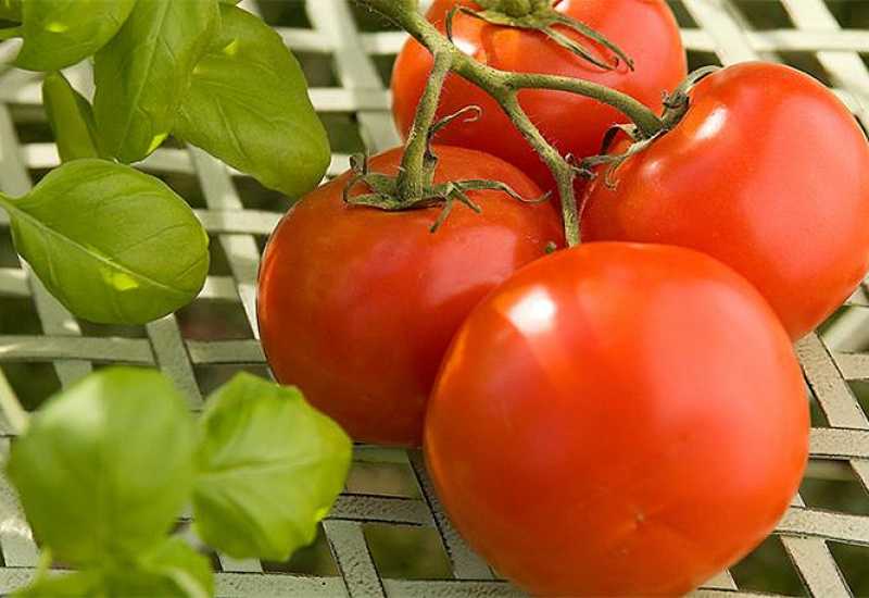 Nema informacija o opasnoj rajčici u BiH