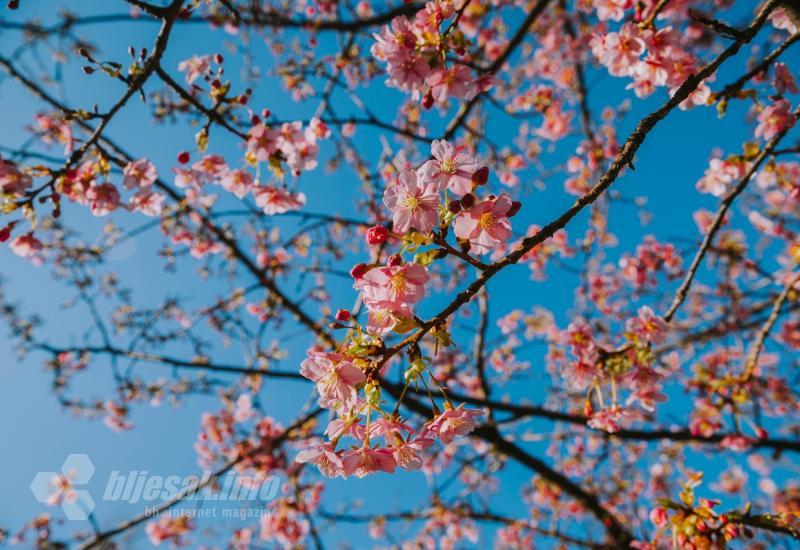 Procvjetale japanske trešnje - Procvjetale japanske trešnje: Imamo ih više od 200, a Mostar krase 19 godina 