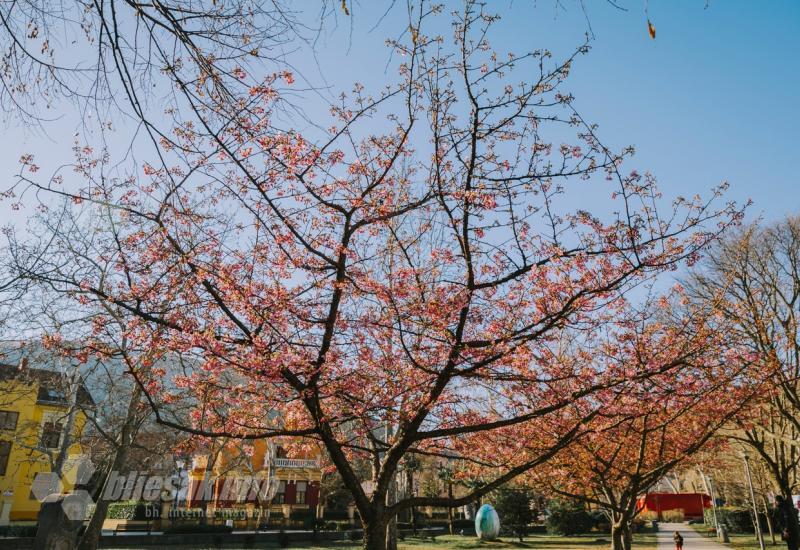 Procvjetale japanske trešnje - Procvjetale japanske trešnje: Imamo ih više od 200, a Mostar krase 19 godina 