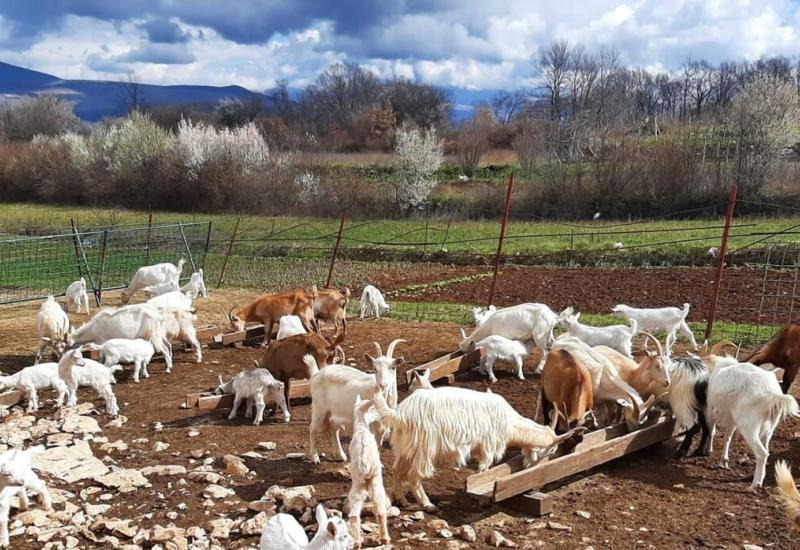 Farma koza sirane 