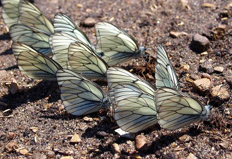  - Ključ preživljavanja leptira mogla bi biti njihova boja