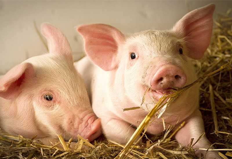G4 EA H1N1  – Otkriven novi soj virusa svinjske gripe