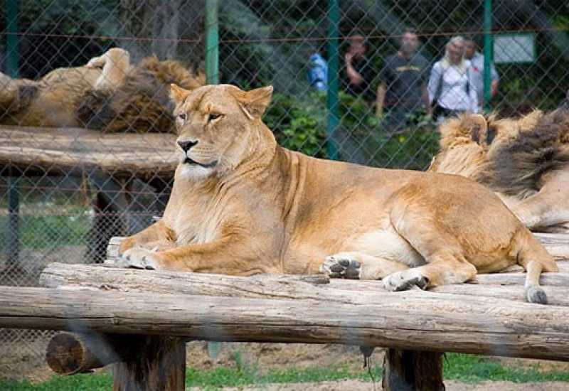 Zoološki vrtovi će klati životinje jer nemaju novca?!
