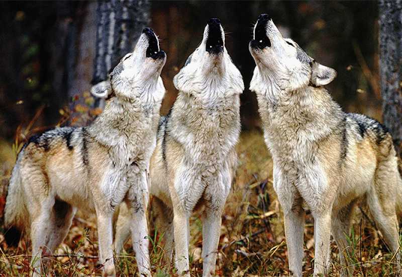 Senzacionalizam u duvanjskom kraju: Priče o najezdi vukova ne piju vode   