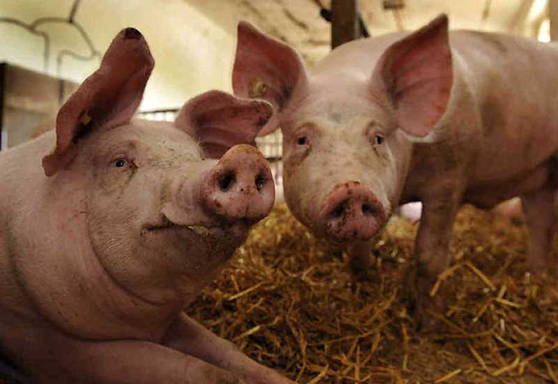 Požar na farmi: Izgorjelo 1000 svinja?