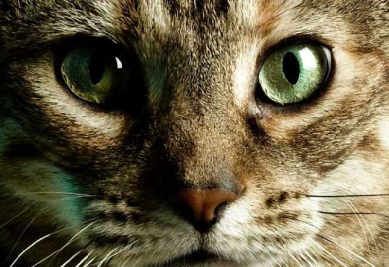 Mitovi o mačkama u koje mnogi vjeruju