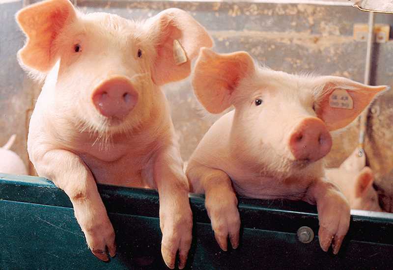 Epidemija svinjske gripe: Umrle 54 oboljele osobe
