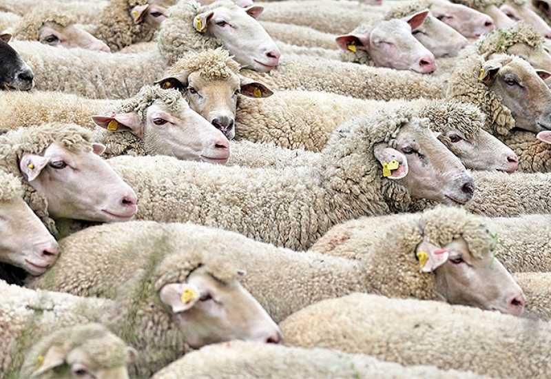 Q groznica u Tomislavgradu: Zaraženo 275 ovaca