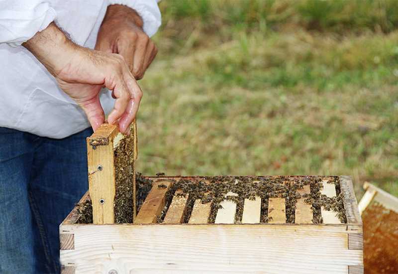 Košnica - Pčelarima 200.000 KM poticaja od Vlade HNŽ