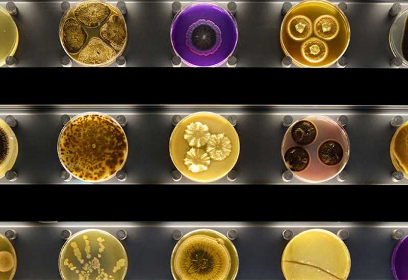  - Japanski znanstvenici su oživljavaju mikrobe stare više od 100 milijuna godina