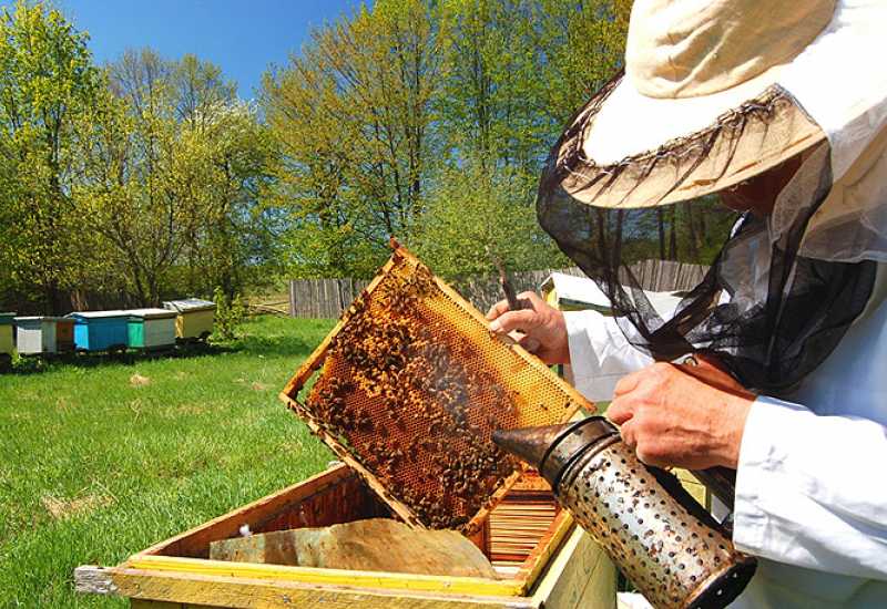 Stiže nam Prvi međunarodni sajam pčelarstva